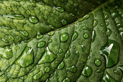 Desktop Wallpapers Leaf Texture Green Nature Macro Drops Closeup