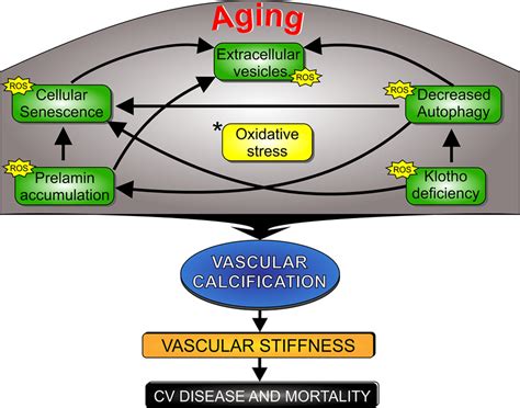 Multifaceted Mechanisms Of Vascular Calcification In Aging
