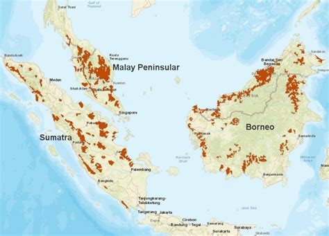 In fact, tigers—down to an estimated 3,200 individuals—arguably dominate conservation across asia. Flat-headed cat (Prionailurus planiceps)