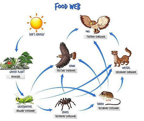 Differences Between Food Chain And Food Web Bscholarly