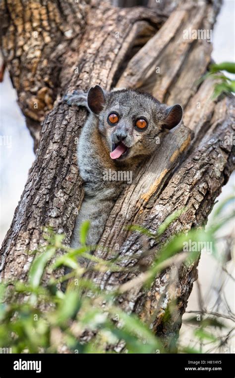 Red Tailed Sportive Lemur Lepilemur Ruficaudatus Sticking Out Tongue