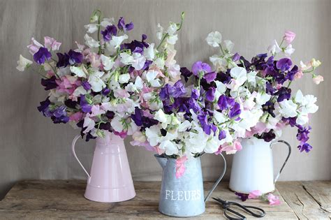 Growing Sweet Peas Frequently Asked Questions The Real Flower