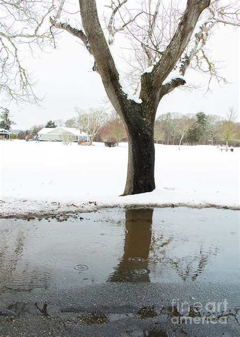 Reflecting Tree Photograph By Sharon Mayhak Fine Art America