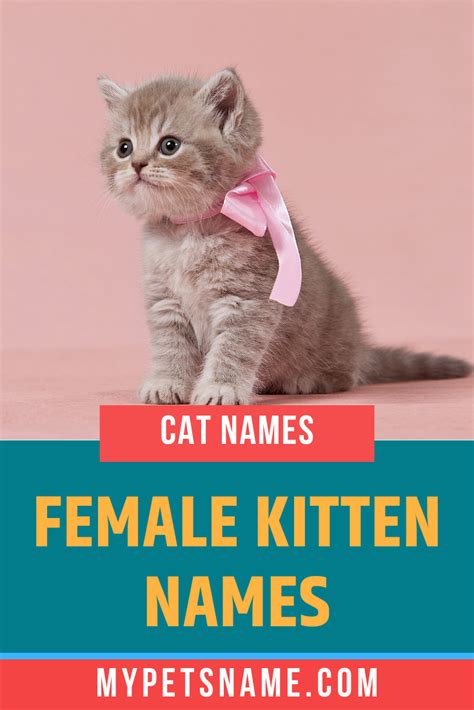 The Best Female Kitten Names Are Often Associated With Beautiful Aspects Of Nature Including