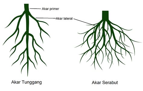 Sebut saja serabut benang, serabut besar, dan serabut tambang. Gambar Akar Serabut Dan Akar Tunggang - Tempat Berbagi Gambar