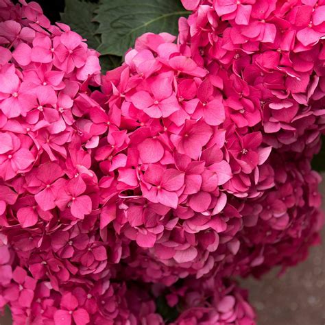 How To Change Hydrangea Color