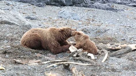 Kodiak Bear Sow And Cub Playing With Each Other At Chiniak Kodiak