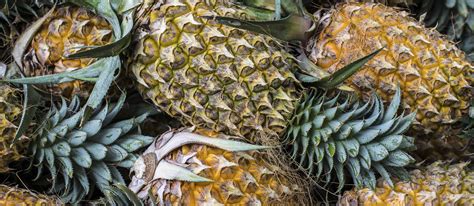 Antigua Black Pineapple | Local Pineapple From Antigua and Barbuda, Caribbean