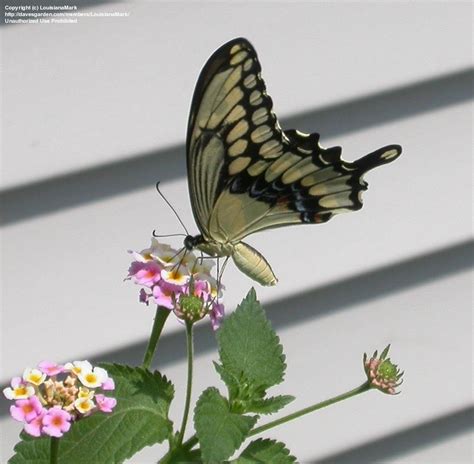 Hummingbird And Butterfly Gardening A Pair Of Swallowtails 1 By Louisianamark