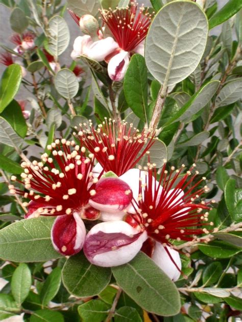 Standort im sommer und winter die brasilianische guave ist eine immergrüne, buschig wachsende pflanze, die es im sommer vollsonnig und warm. Brasilianische Guave (Ananas-Guave, Feijoas) | Feijoa, Plants