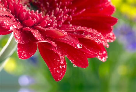 Red Daisy Gerbera Close Up Rose Flower Water Drops Wallpaper