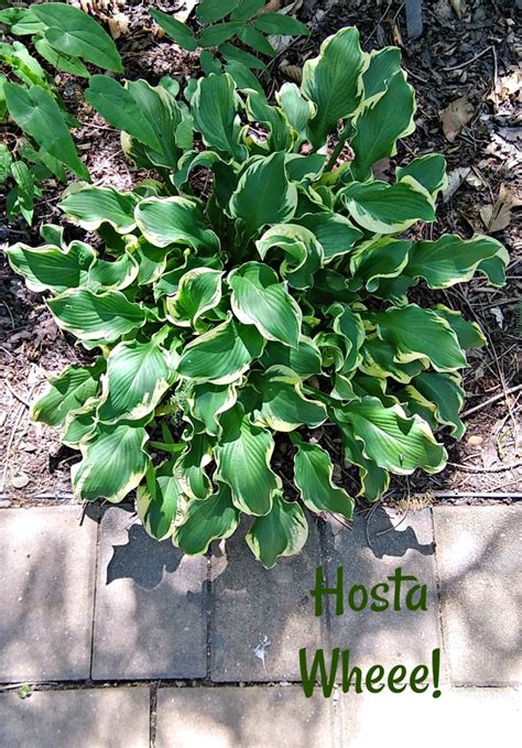 Hosta Wheee Variegated Slug Resistant Hosta Plant