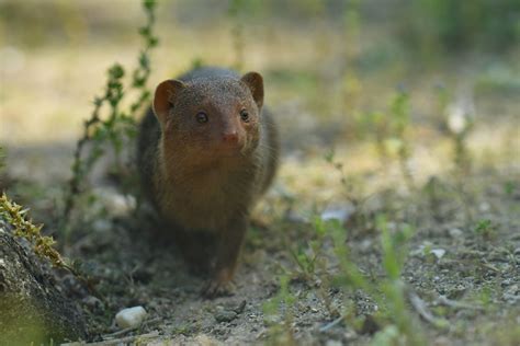 Dwarf Mongoose Helogale Parvula Zoochat