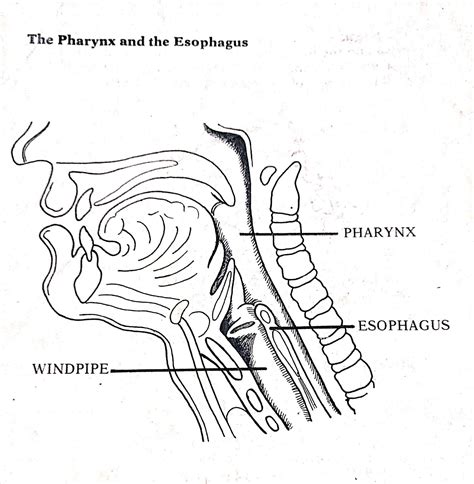 The Pharynx And The Esophagus