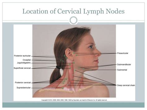 Ppt Lymphatic Assessment Powerpoint Presentation Free Download Id1937104
