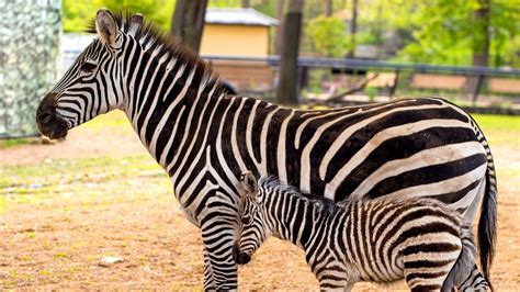 Baby Zebra Born At Como Zoo