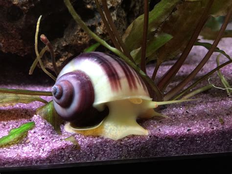 Purple Stripe Mystery Snail Cool Pictures Of Animals Aquarium Snails