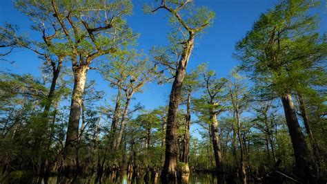 Ancient Cypress Tree Found In Nc Swamp Charlotte Observer