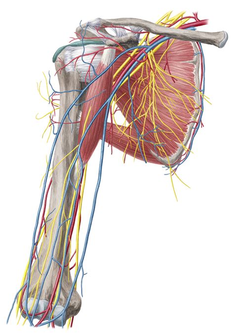 Neurovasculature Of Upper Limb Anatomy Study Guide Kenhub