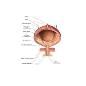 Urinary Bladder And Urethra Poster By Asklepios Medical Atlas