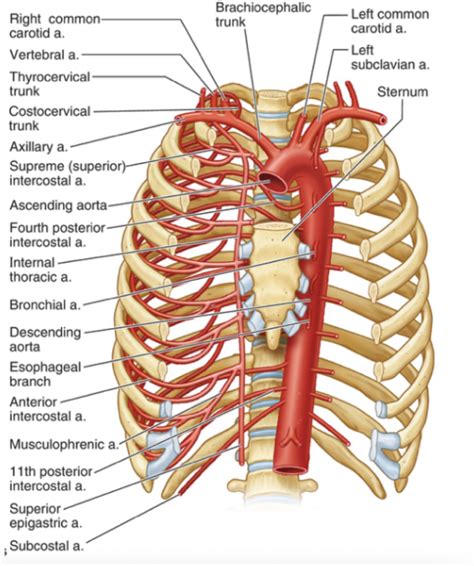 Thoracic Arteries Diagram Thoracic Trunk Arteries Diagram Quizlet My