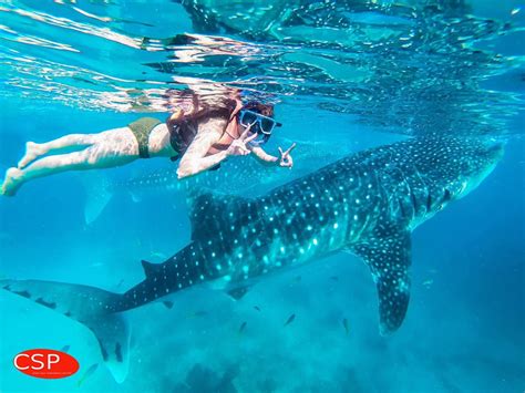 2015年セブ島】2 ジンベイザメと泳いだり滝で遊んだり、セブ島って楽しいなあ 』セブ島 フィリピン の旅行記・ブログ by ちちぼーさん【フォートラベル】 フィリピンのボホール海の青い水