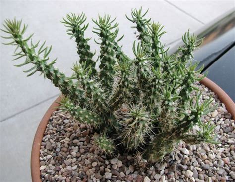 Cylindropuntia Spp • Mini Cholla • Cactussucculents • Full Sun Hardy
