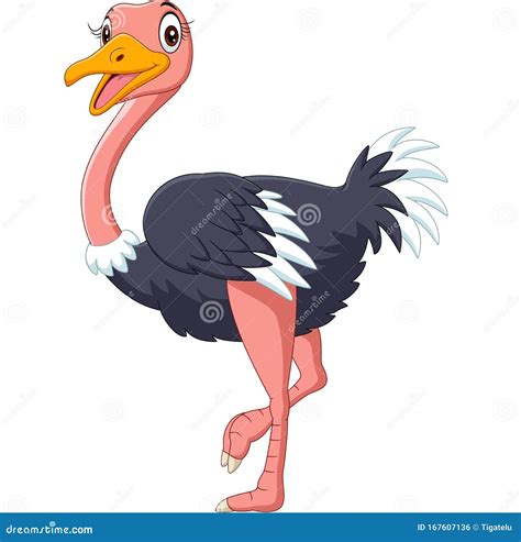 Cute Ostrich Cartoon On White Background Stock Vector Illustration Of