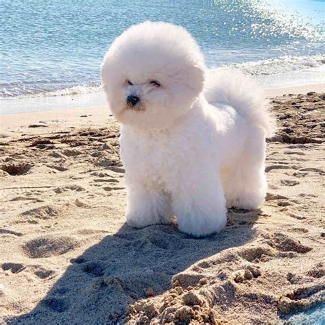 14 Pictures Only Bichon Frise Owners Will Think Are Funny The Dogman