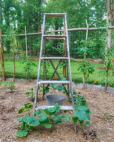 Rock Road Living On Instagram Cucumbers Are Growing And Starting To