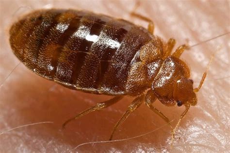Allstate pest control performs termite and white ant inspections in accordance with australian standards. Bedbugs Kansas City: Call Today For Free Inspection ...