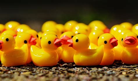 Royalty Free Photo Rubber Duck Lot Pickpik