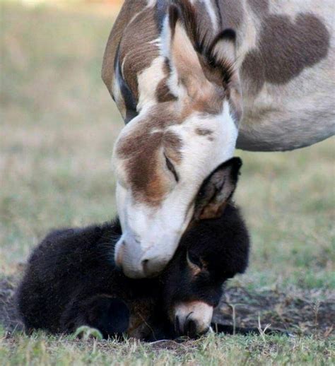Donkey Mother And Baby Cute Animals Animals Animals Beautiful