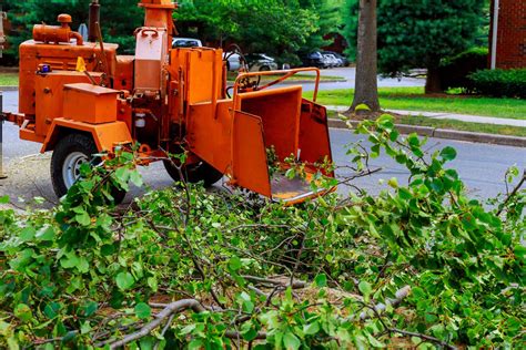 Head, thorax, abdomen and antennae. Bronx Tree Company | Removal | Trimming | Emergencies ...