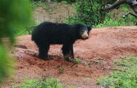 Sri Lankan Sloth Bear | The Adventure Travel Site