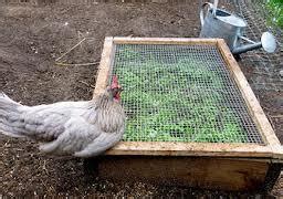 You can try several methods to stop your chickens from eating the seed before it has a chance to grow. Grass for the Chicken Run?
