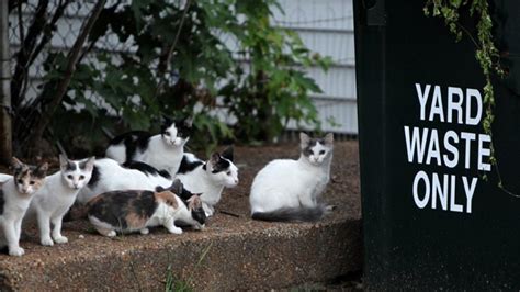 St Louis Explores Releasing Feral Cats After Theyre Fixed Metro