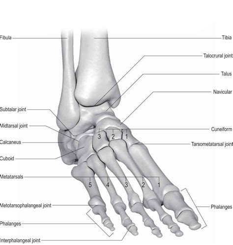 Ankle And Foot Musculoskeletal Key