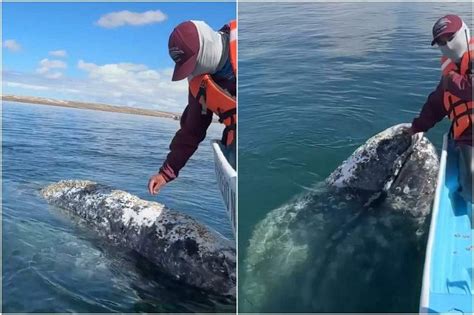 Whale Approaches Boat Captain In Mexico To Have Lice On Its Body