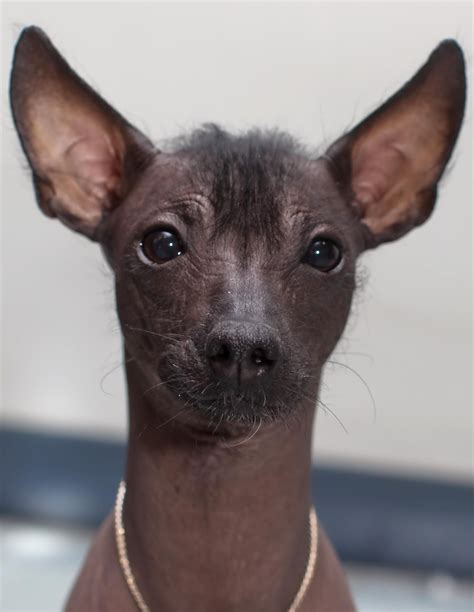 Mexican Hairless Dog photo | Hairless dog, Dogs