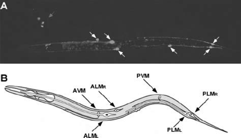 1 The C Elegans Touch Receptor Neurons A Visualization Of Touch