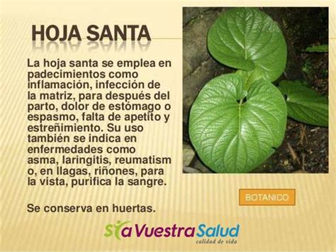 Desde hace mucho tiempo se han utilizado muchísimas plantas medicinales y productos naturales para que las personas enfermas lleguen a sanar. Propiedades curativas de la HOJA SANTA #botanica #salud # ...