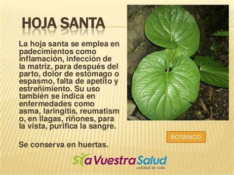 Estamos en constante búsqueda e investigación de la mejor información para come sano, grasas buenas, baja en carbohidratos simple, buenos carbohidratos complejos, buena. Propiedades curativas de la HOJA SANTA #botanica #salud # ...