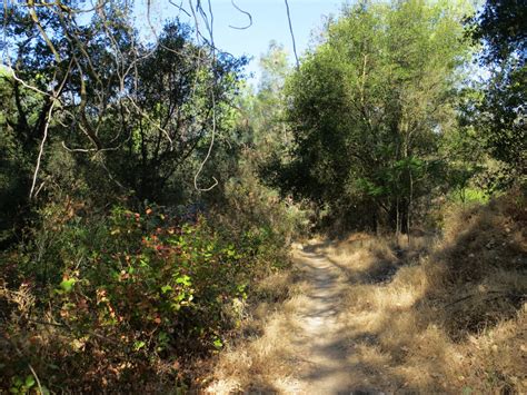 Path In Woods 85 Free Stock Photo Public Domain Pictures