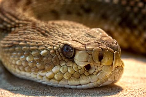 Explore a wide range of the best animal snake eyes on aliexpress to find one that suits you! Free picture: viper, snake, head, wildlife, venom, eye ...