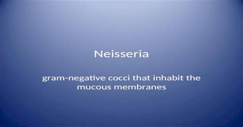Neisseria Gram Negative Cocci That Inhabit The Mucous Membranes Ppt