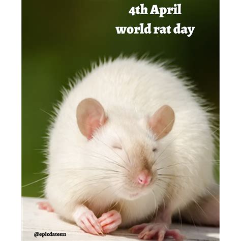 4th April World Rat Day