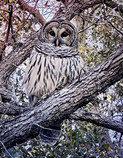 Barred Owl At Baseline Trailhead Park Ocala