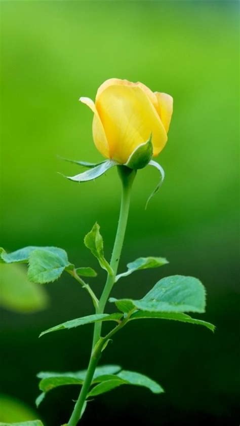 Yellow Rose Iphone Wallpaper Background Iphone