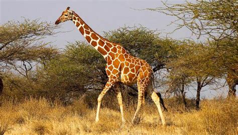 Donde Vive La Jirafa - Practica 3 Powerpoint